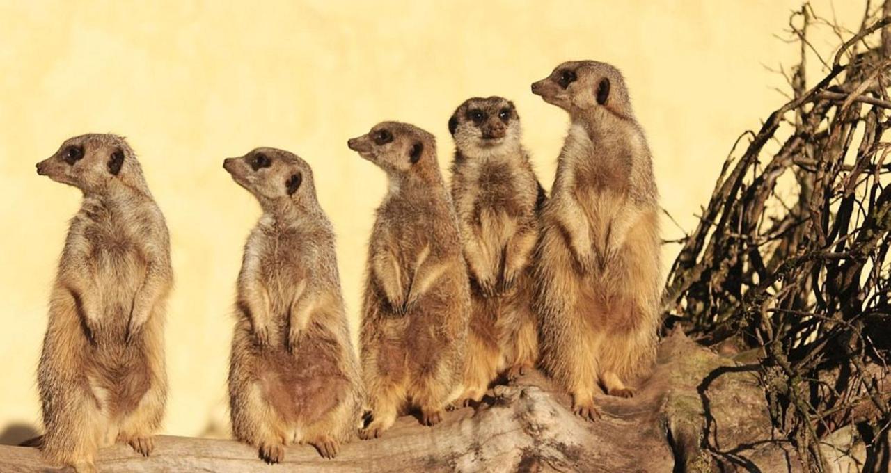 Tierpark Entdeckerhaeuser Wagenfeld Екстер'єр фото
