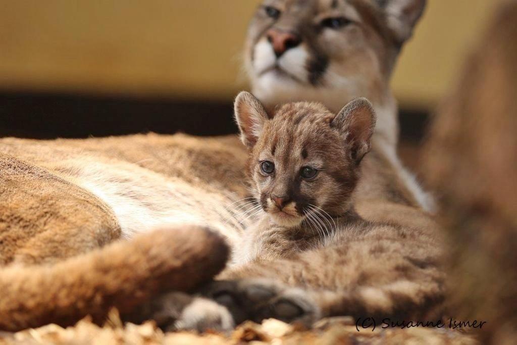 Tierpark Entdeckerhaeuser Wagenfeld Екстер'єр фото