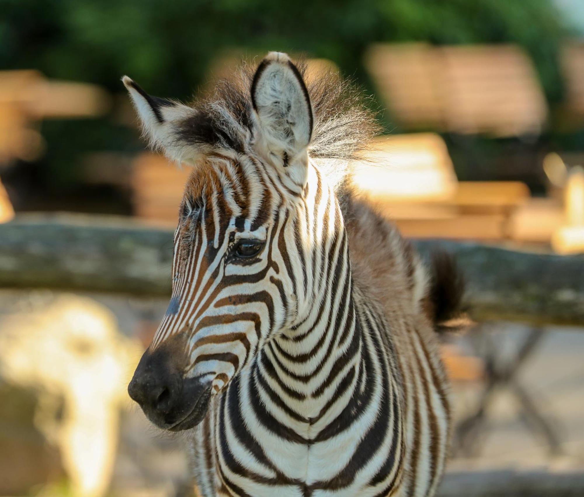 Tierpark Entdeckerhaeuser Wagenfeld Екстер'єр фото